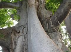 Tree Specimens